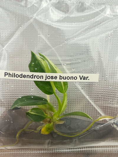 Philodendron Jose Buono Plantlets (1)