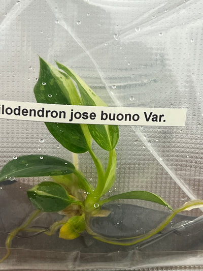 Philodendron Jose Buono Plantlets (1)