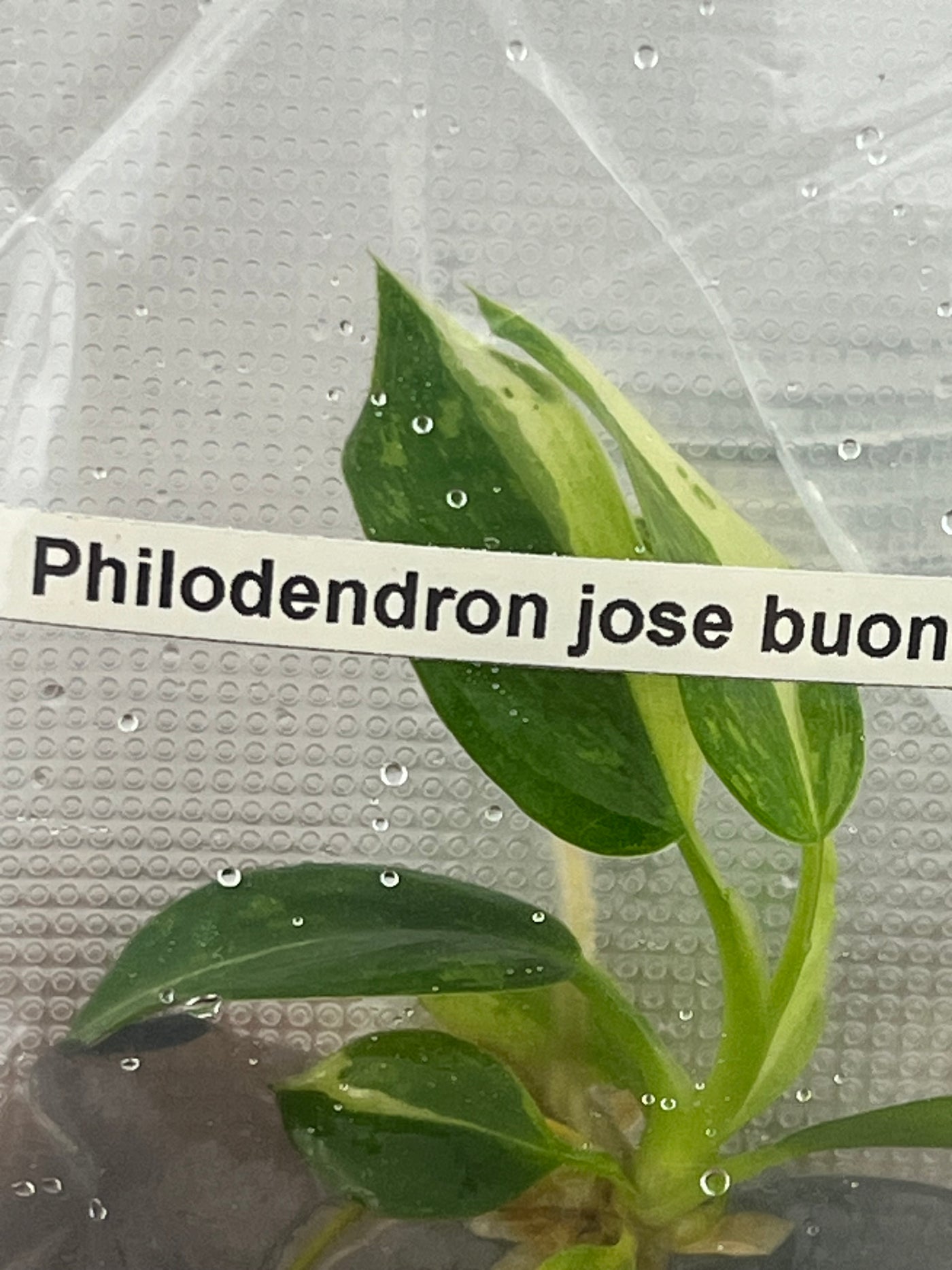 Philodendron Jose Buono Plantlets (1)