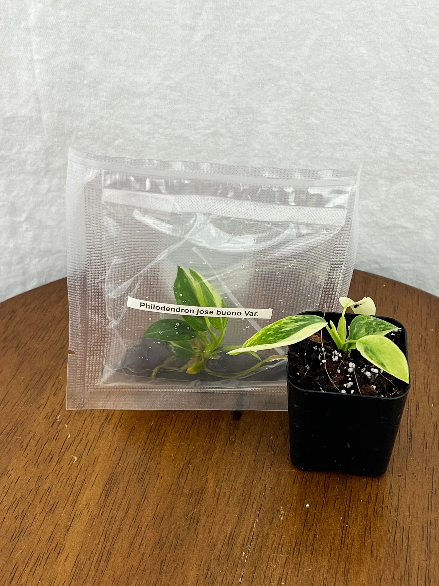 Philodendron Jose Buono Plantlets (1)