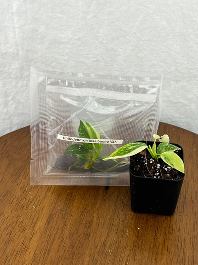 Philodendron Jose Buono Plantlets (1)