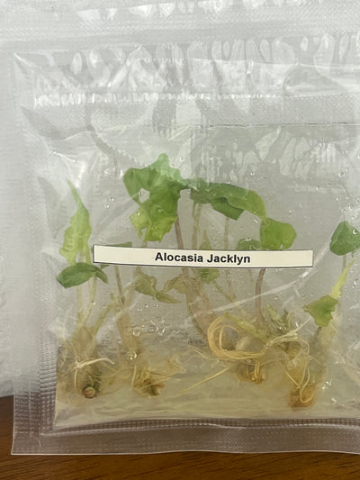 Alocasia Jacklyn Plantlets (5)