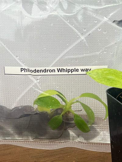 Philodendron Whipple Way Plantlets (1)