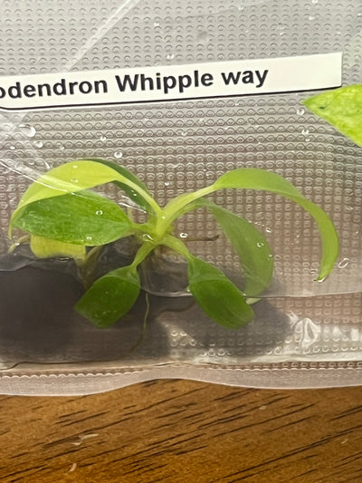 Philodendron Whipple Way Plantlets (1)