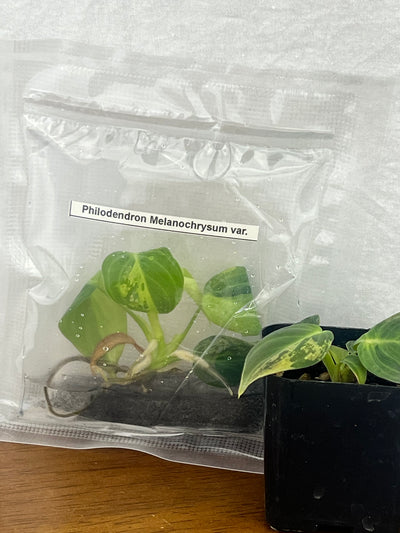 Philodendron Variegated Melanochrysum Plantlets (1)