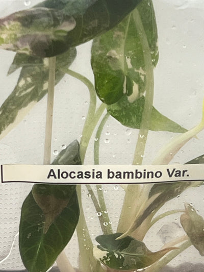 Alocasia Variegated Bambino Plantlet (1)