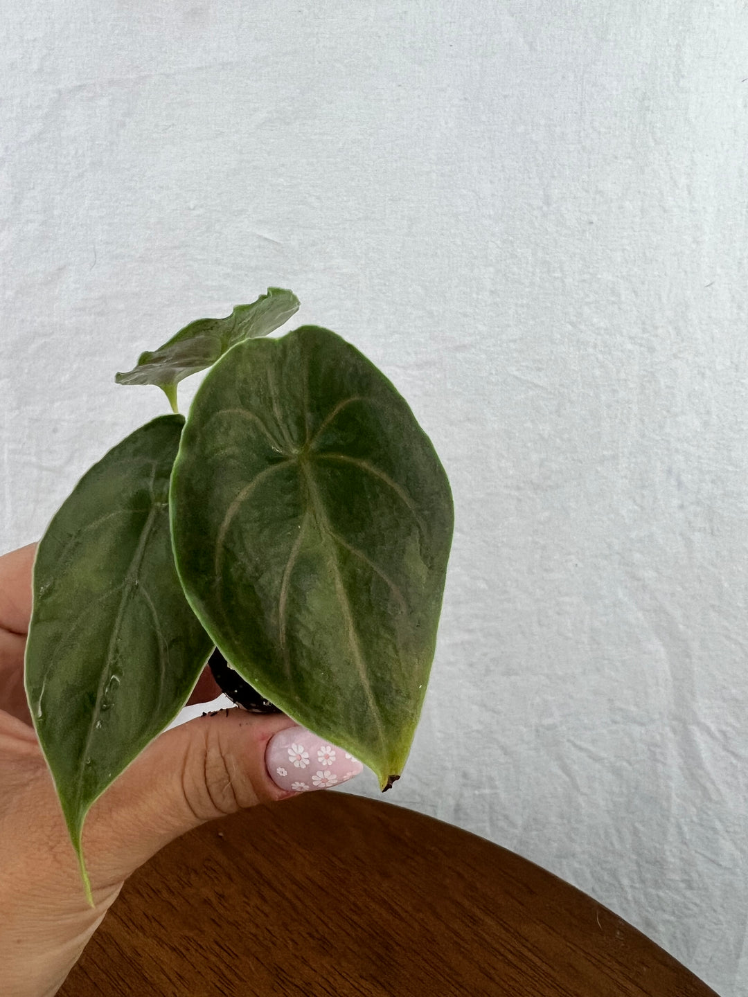 Alocasia Azlanii Plug