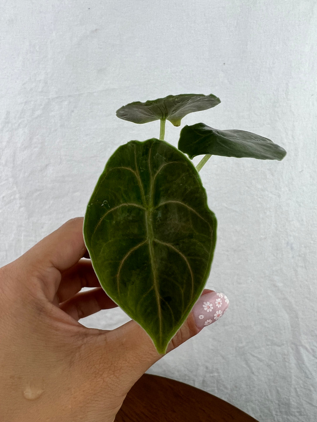 Alocasia Azlanii Plug