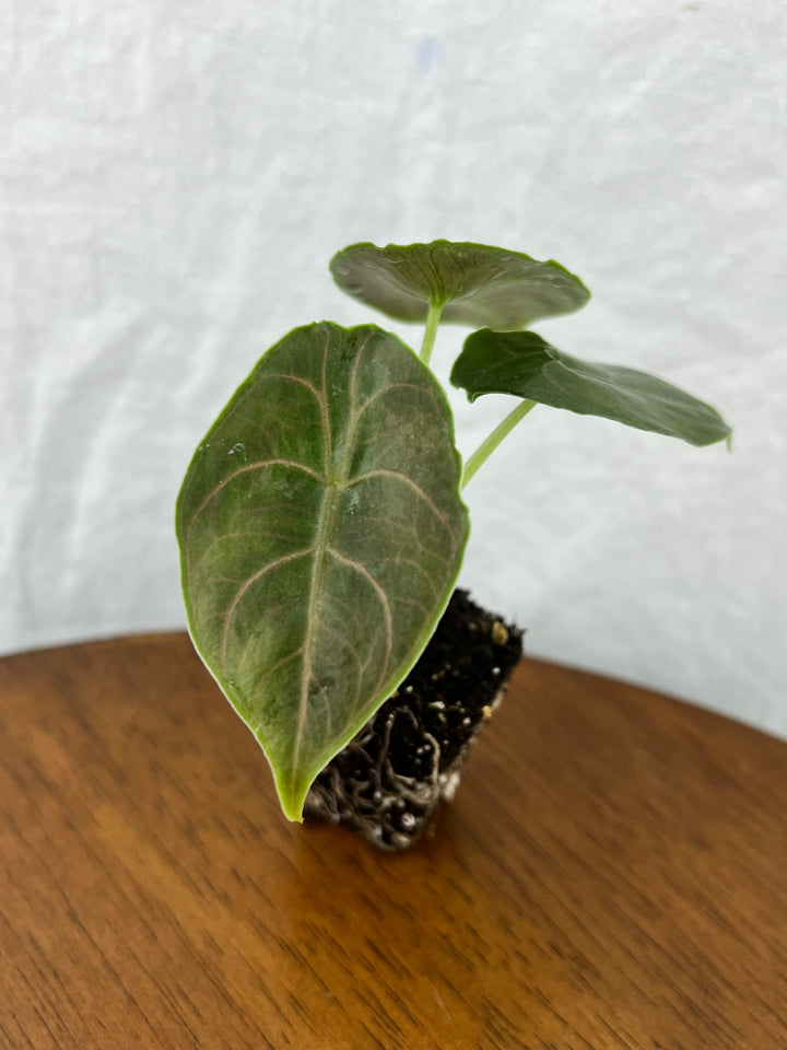 Alocasia Azlanii Plug