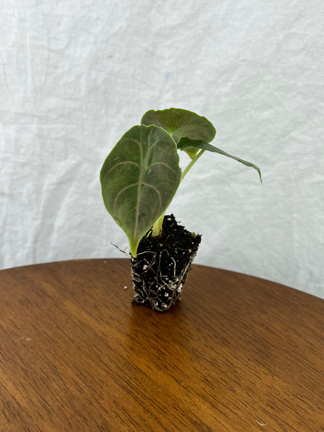 Alocasia Azlanii Plug