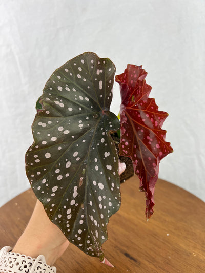 Begonia Cracklin Rosie Plug