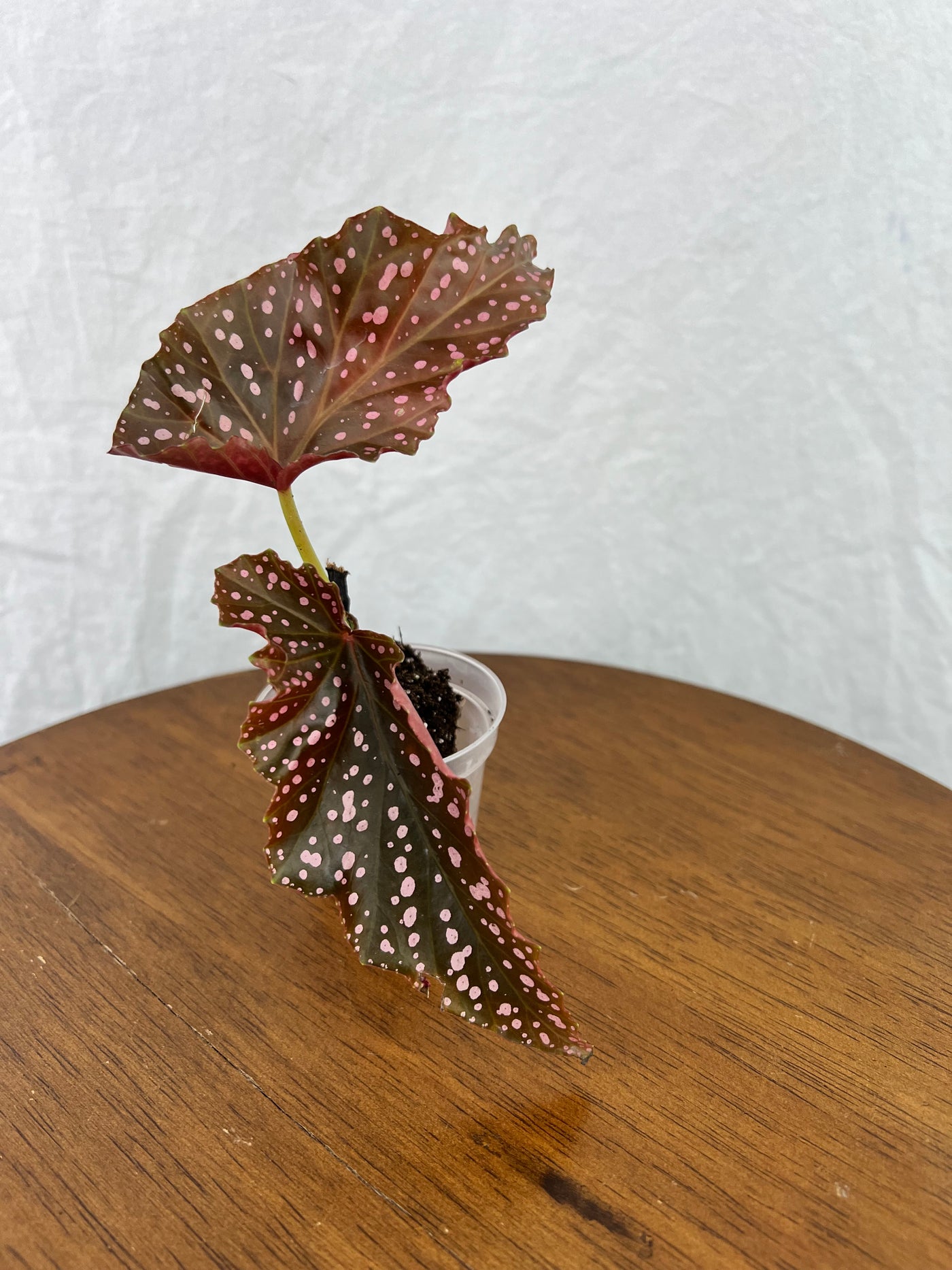 Begonia Cracklin Rosie Plug