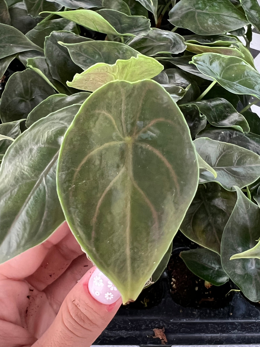 Alocasia Azlanii Plug