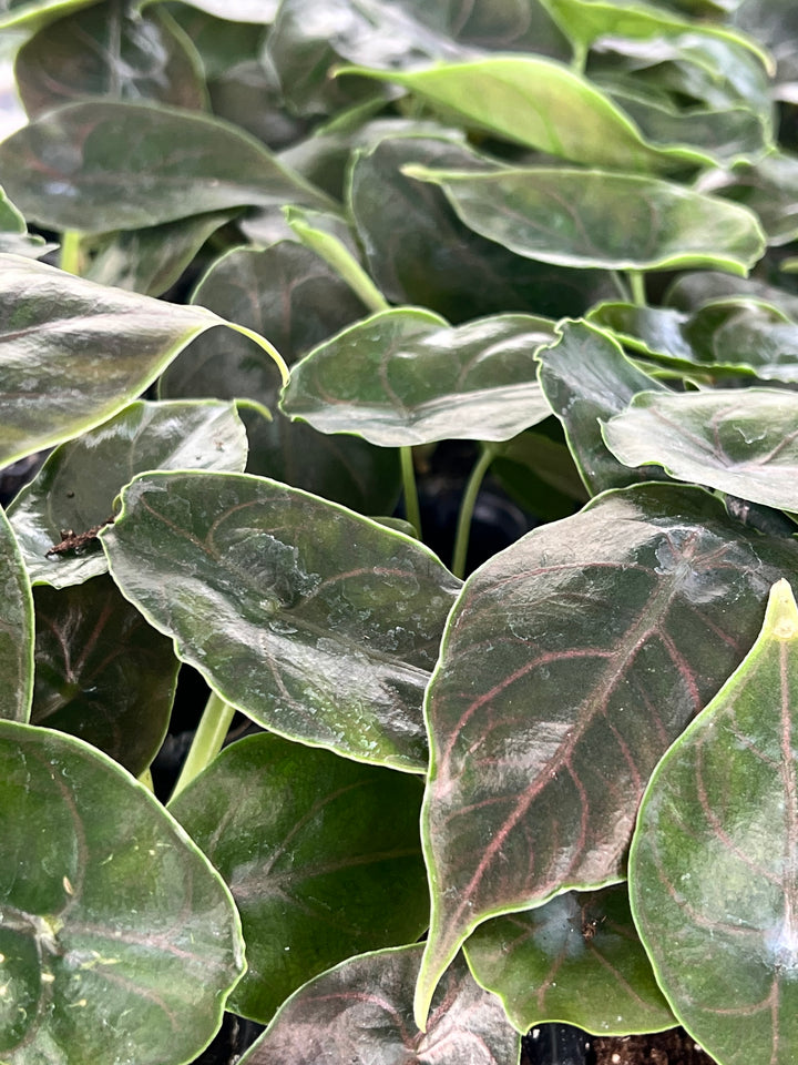 Alocasia Azlanii Plug