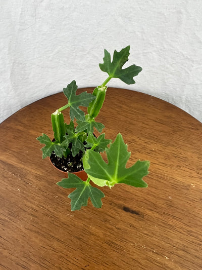 Cissus Quadrangularis Plug