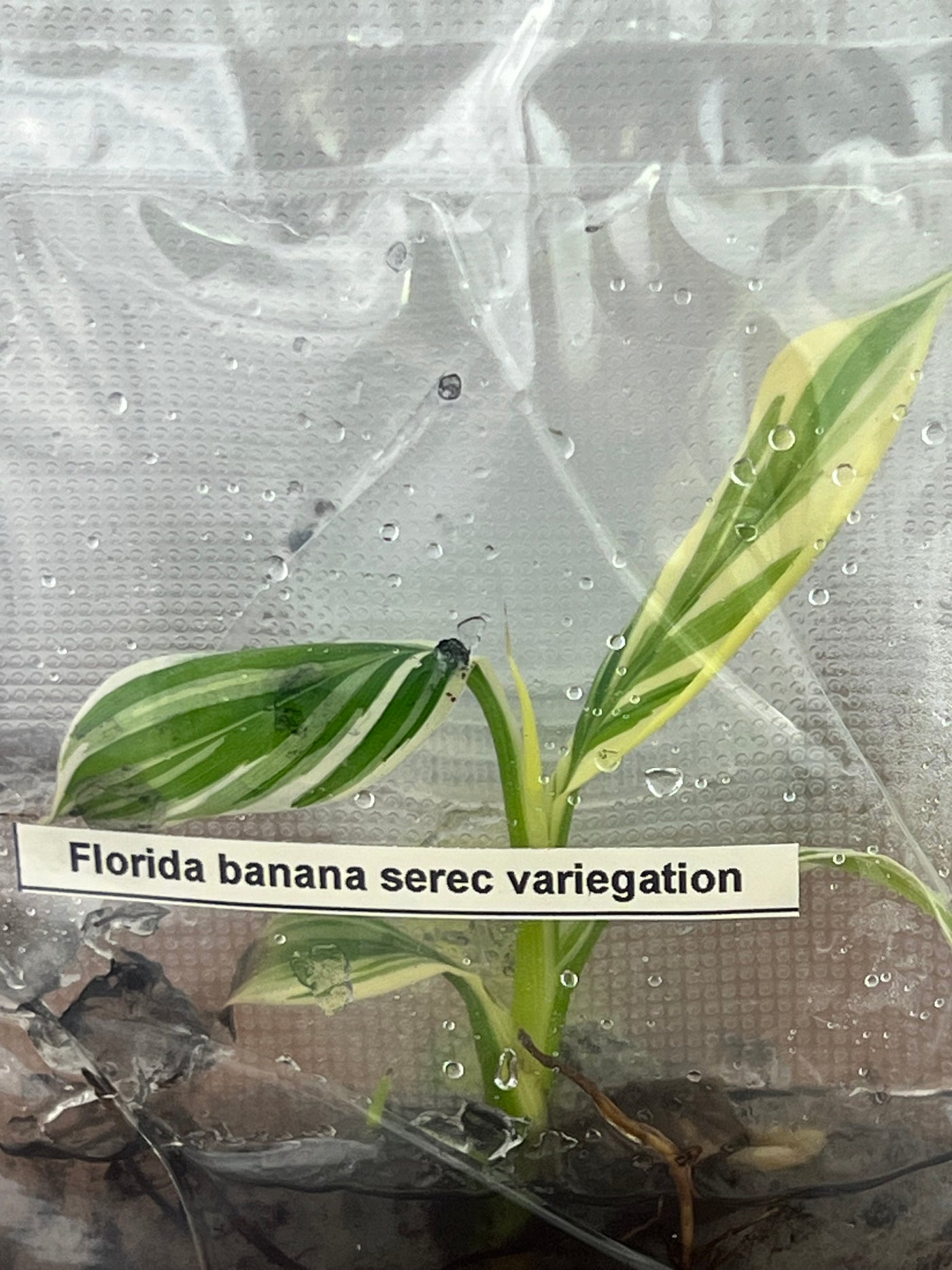 Musa Florida (White) Variegated Banana Plantlet (1)
