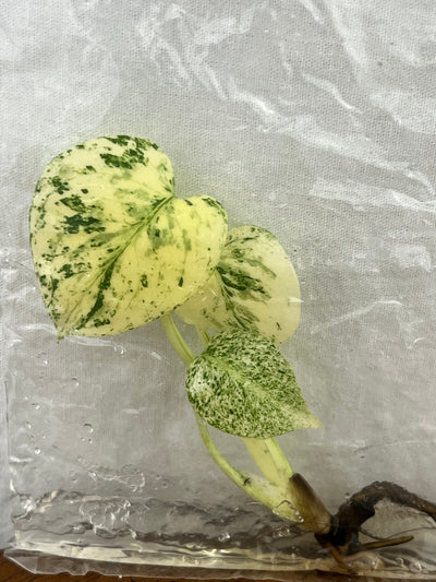 Monstera Deliciosa Mint Plantlets (1)