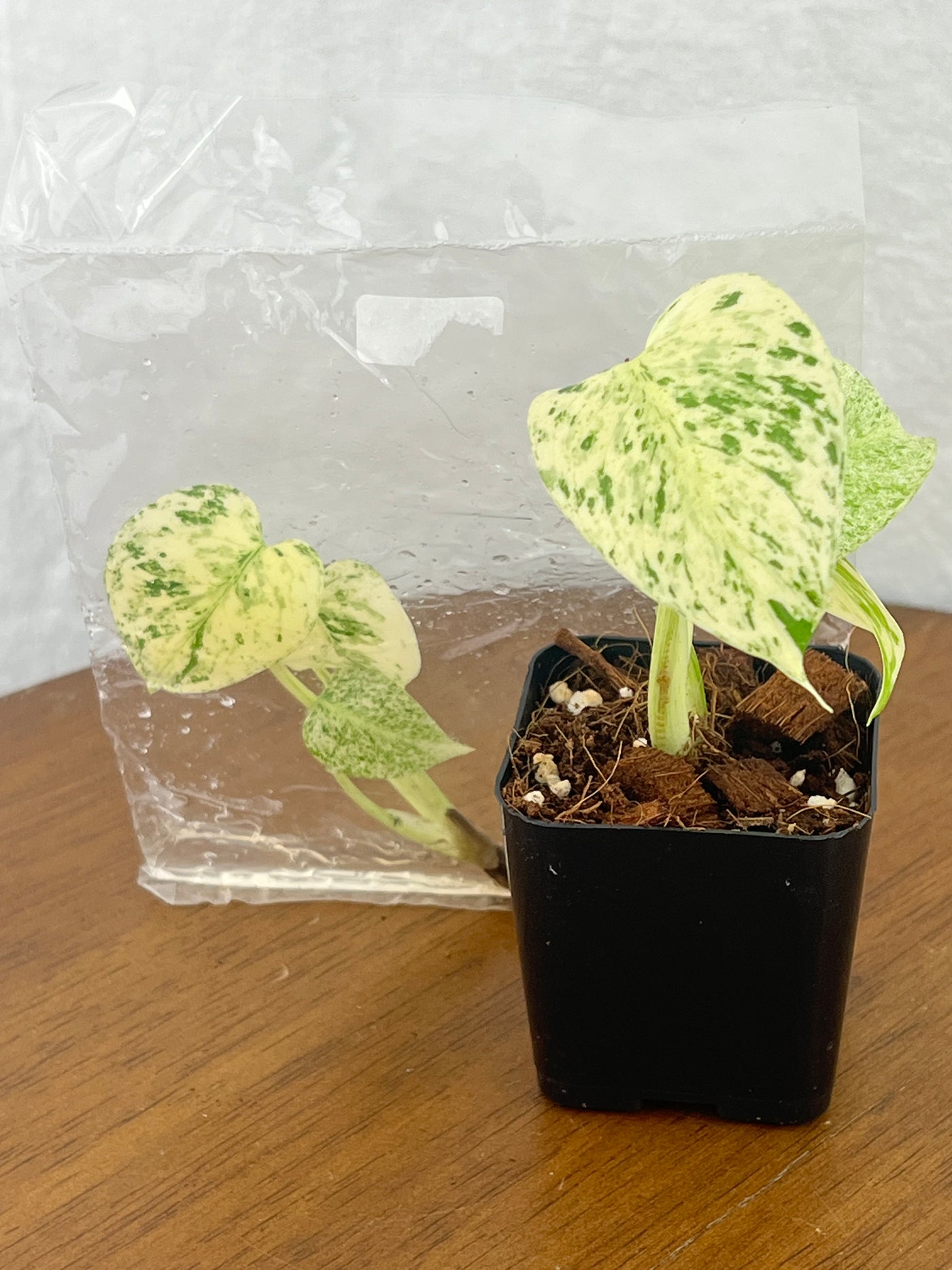 Monstera Deliciosa Mint Plantlets (1)