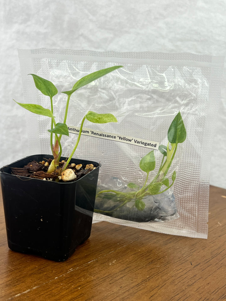 Anthurium 'Renaissance 'Yellow Variegated Tissue Culture