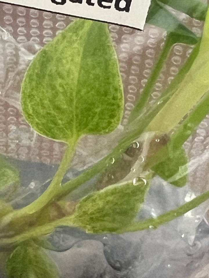 Anthurium 'Renaissance 'Yellow Variegated Tissue Culture