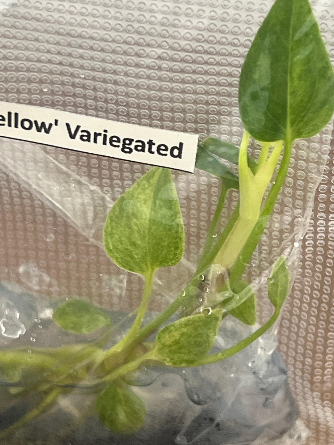 Anthurium 'Renaissance 'Yellow Variegated Tissue Culture