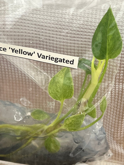 Anthurium 'Renaissance 'Yellow Variegated Plantlets (1)