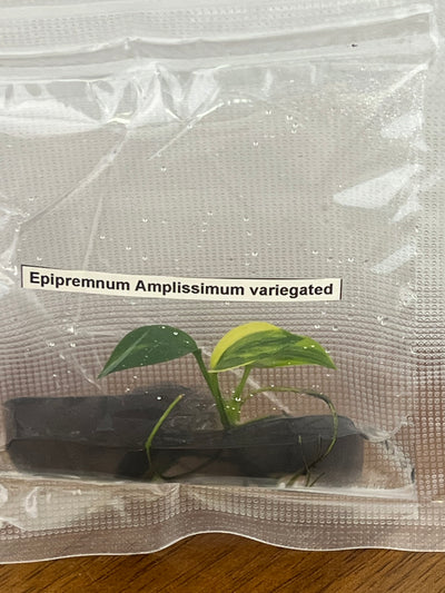 Epipremnum Amplissimum Variegated Plantlets (1)