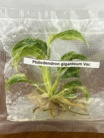 Philodendron Giganteum Var Blizzard Plantlet (1)
