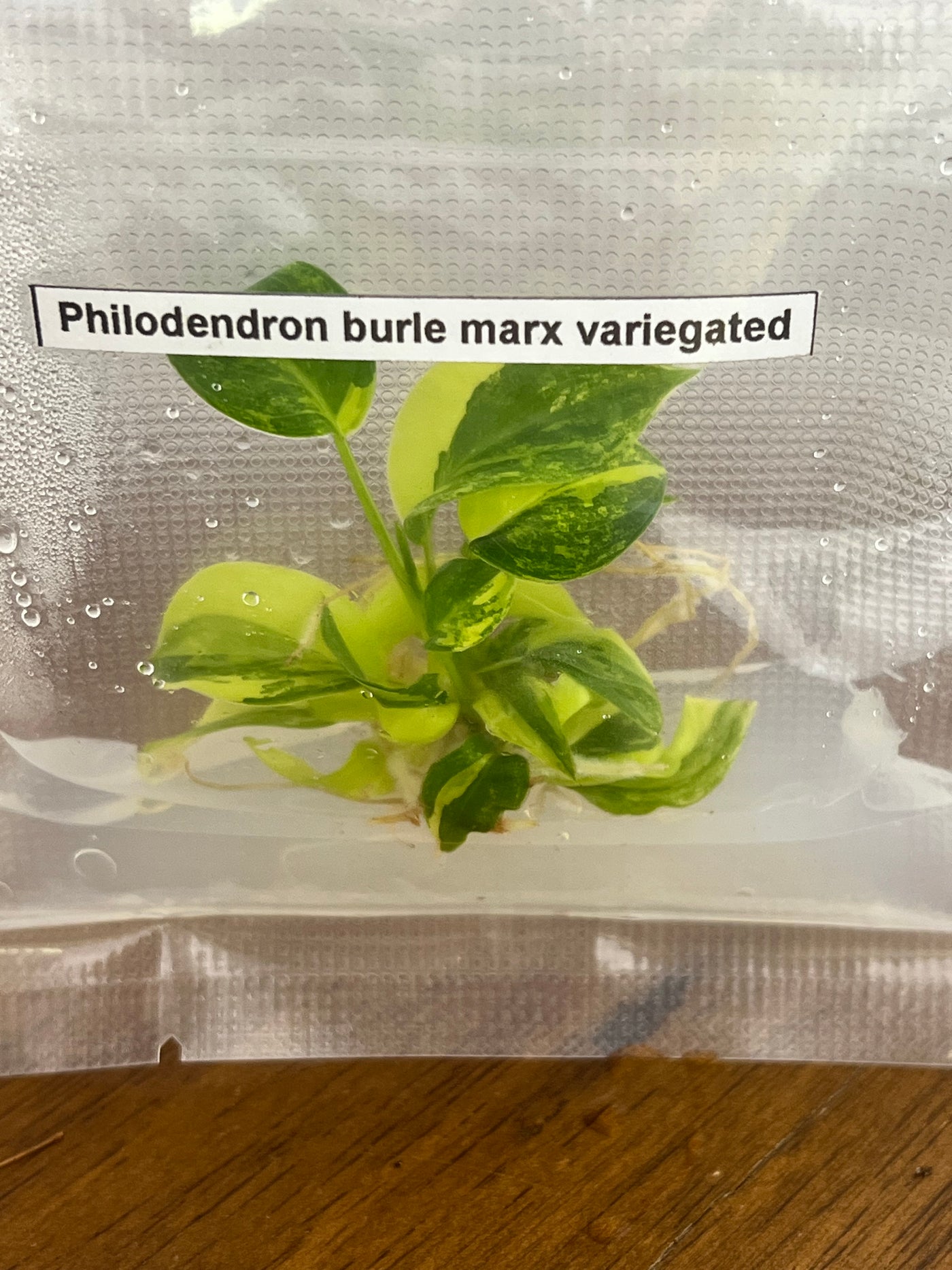 Philodendron Burle Marx Plantlet (1)