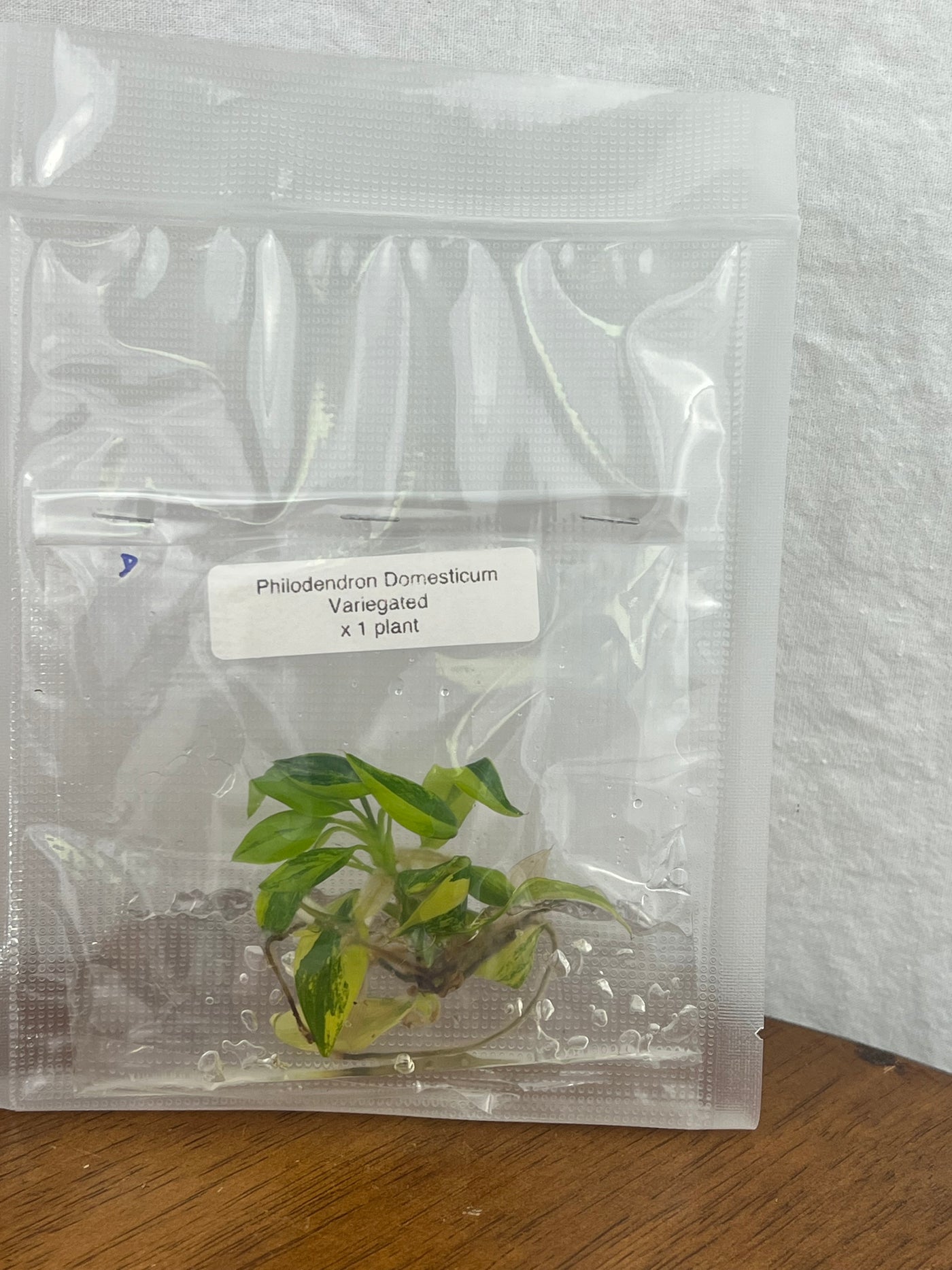 Philodendron Variegated Moonlight  Plantlets (1)
