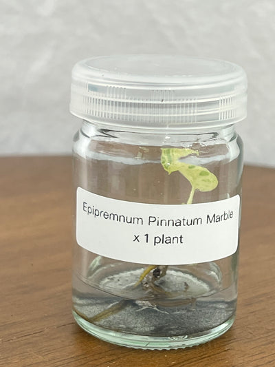 Epipremnum Marble Plantlet (1)