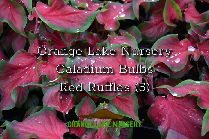 Caladium Red Ruffles (5 bulbs)