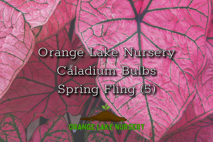 Caladium Spring Fling (5 bulbs)