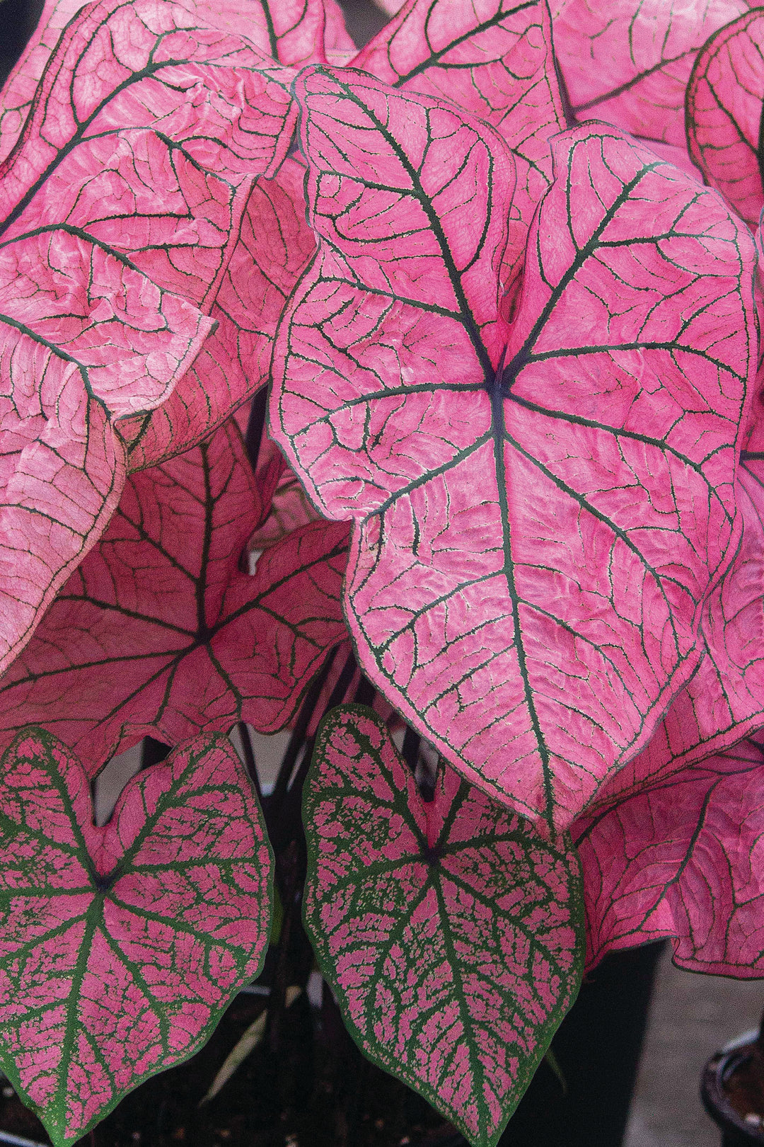 Caladium Spring Fling (5 bulbs)