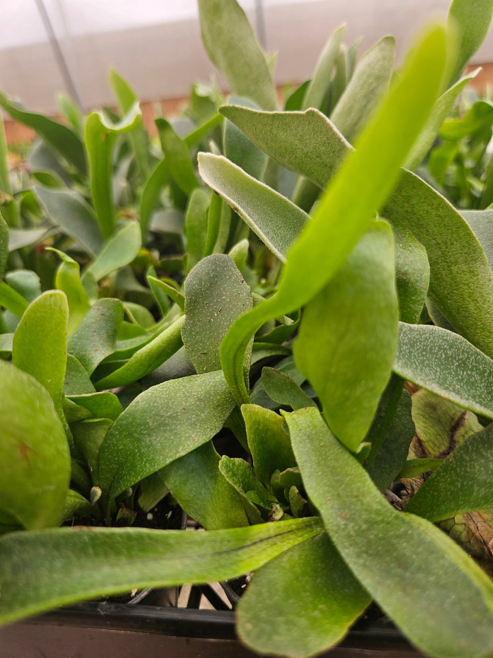 Netherlands Staghorn Fern