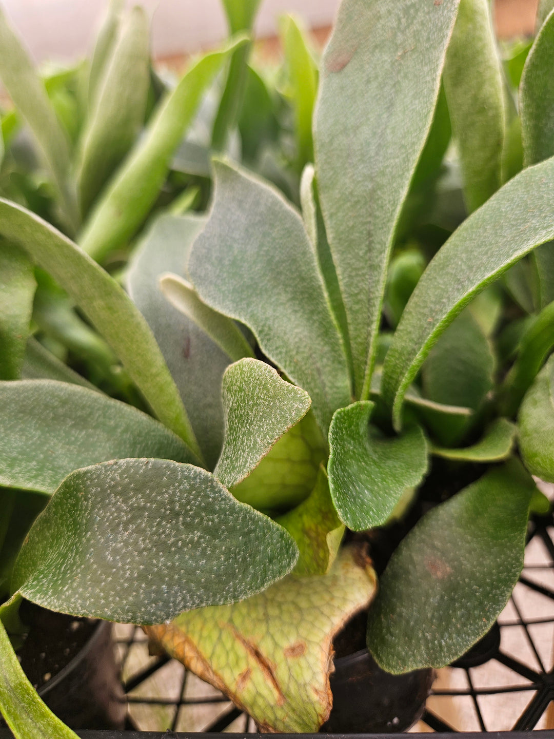 Netherlands Staghorn Fern