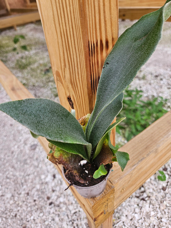 Netherlands Staghorn Fern