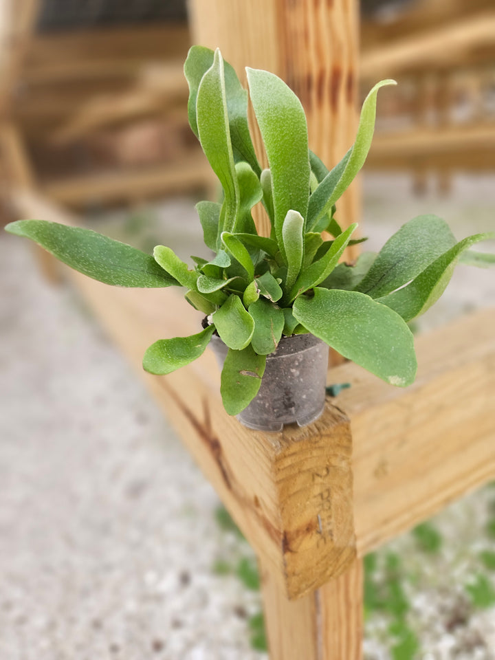 Netherlands Staghorn Fern