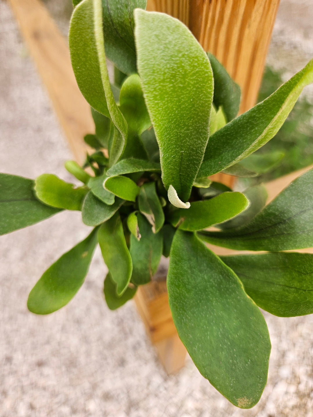 Netherlands Staghorn Fern