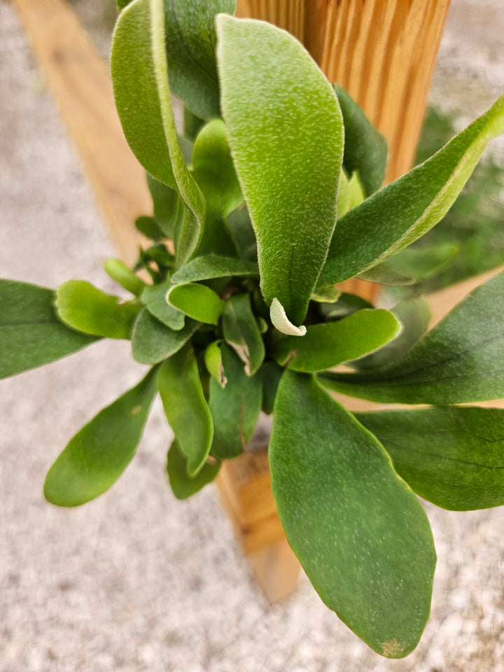 Netherlands Staghorn Fern