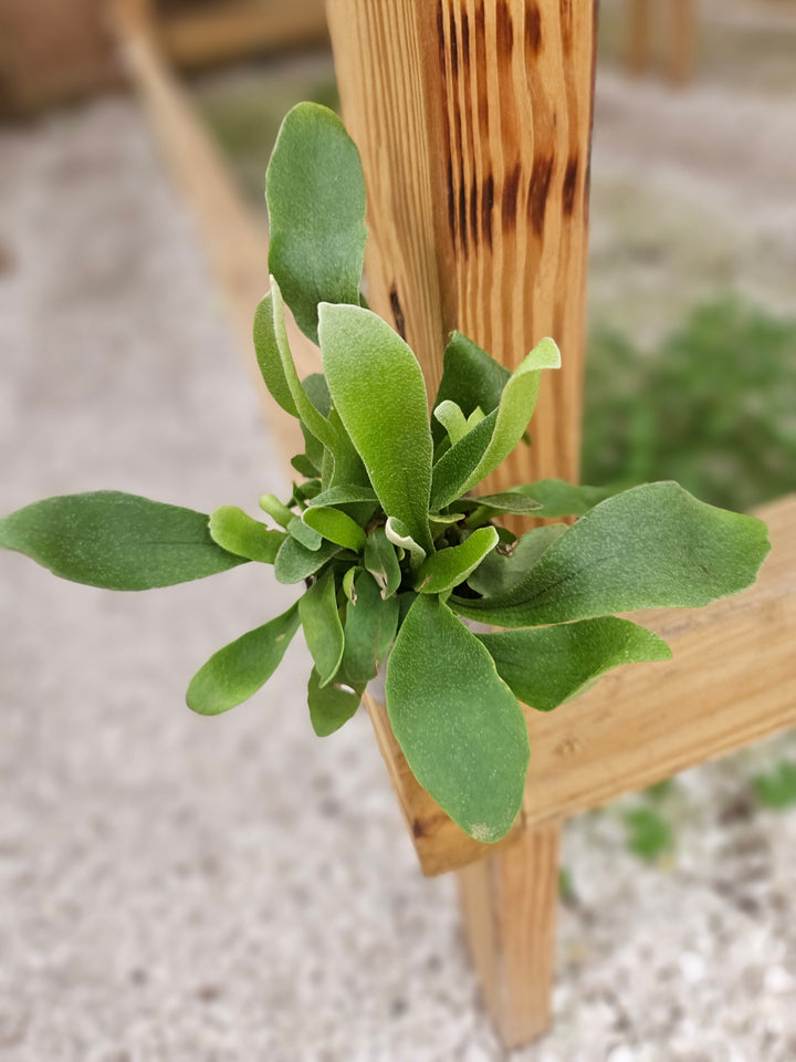 Netherlands Staghorn Fern