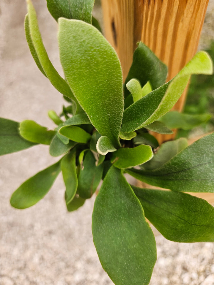 Netherlands Staghorn Fern