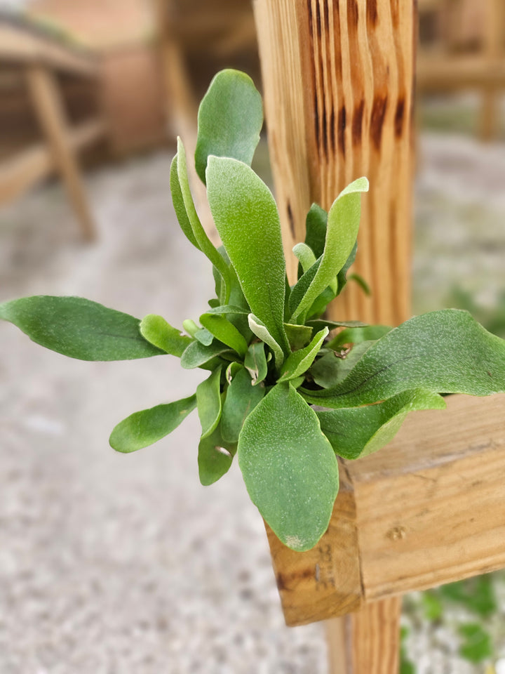 Netherlands Staghorn Fern