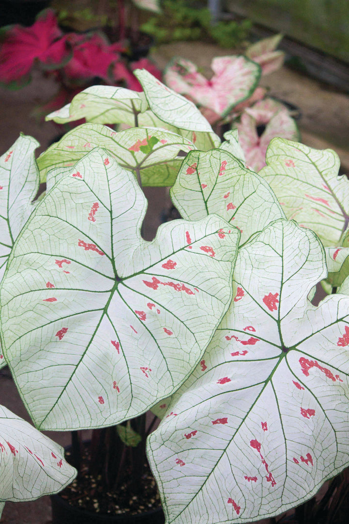 Caladium Strawberry Star (5 bulbs)