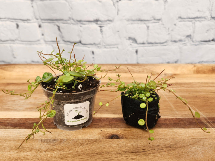 String of Turtles plant with round, patterned leaves in small pots on a wooden surface, ideal for indoor decor.