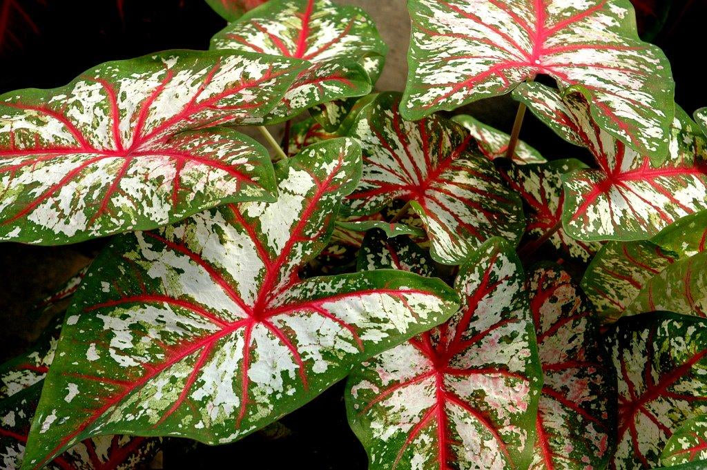 Caladium Tapestry (5 bulbs)