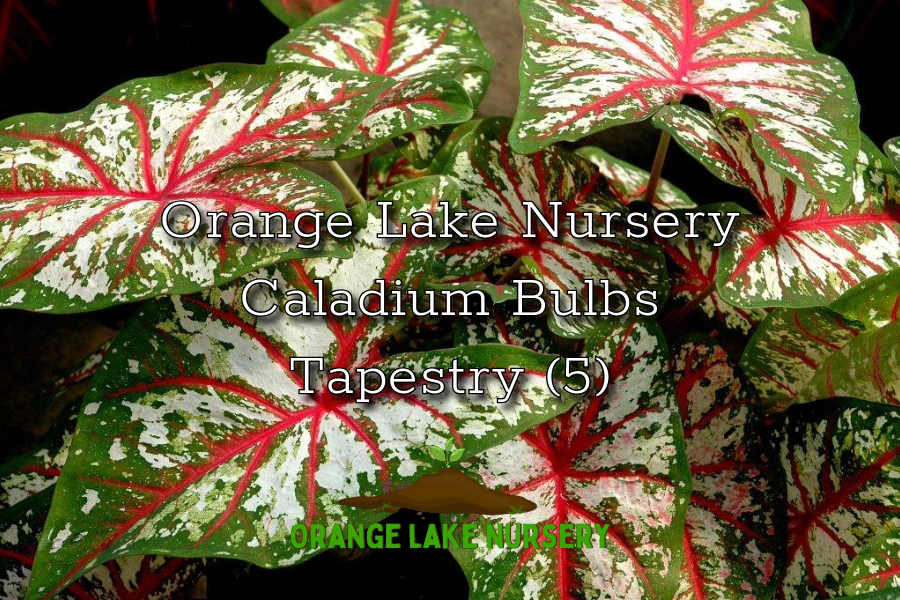 Caladium Tapestry (5 bulbs)