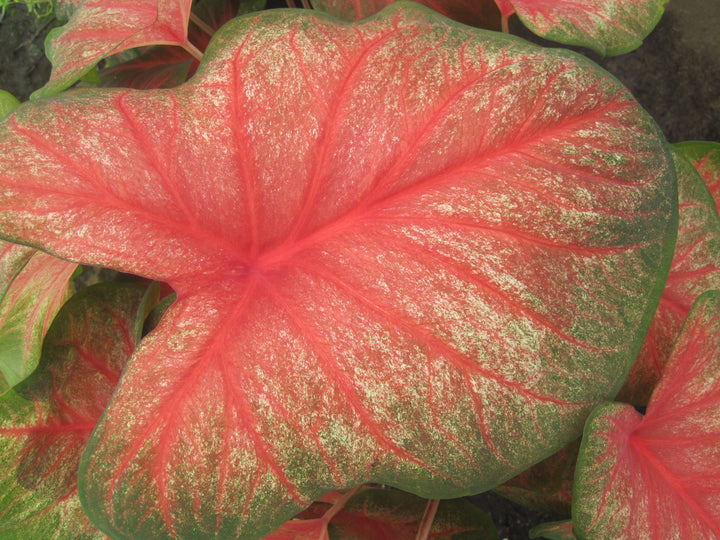 Caladium Tequila Sunrise (5 bulbs)