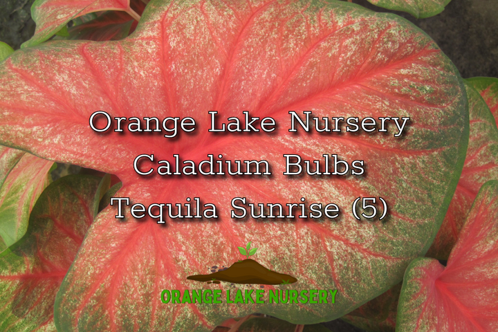 Caladium Tequila Sunrise (5 bulbs)