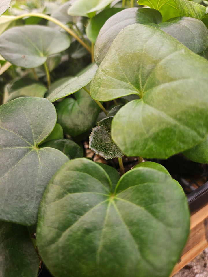 Tractor Seat Plant